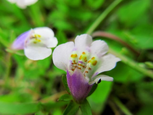 トキワハゼ