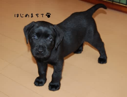 パピパピ黒ラブちゃん 僕とユニゾンしませんか