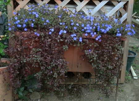 アウトレット 店 メガリ様専用ベロニカオックスフォードブルー9センチポット苗8ポット送料込み 9bfb2de7 日本製 Pn Batam Go Id アウトレット 店 メガリ様専用ベロニカオックスフォードブルー9センチポット苗8ポット送料込み 9bfb2de7 日本製 Pn Batam Go Id