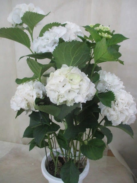 シュガーホワイト紫陽花7寸鉢を入荷致しました プレゼントまたは自宅用 神奈川県 茅ケ崎市の花屋 さんこう生花店 のgooブログ