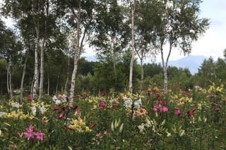 ぶらり旅 ハンターマウンテンゆりパーク ゆりタワーetc 栃木県那須塩原市 郵ちゃんバンド 黄門さまの漫遊記