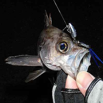 激渋 茨城のメバル メバリング 激渋 茨城のメバル メバリング