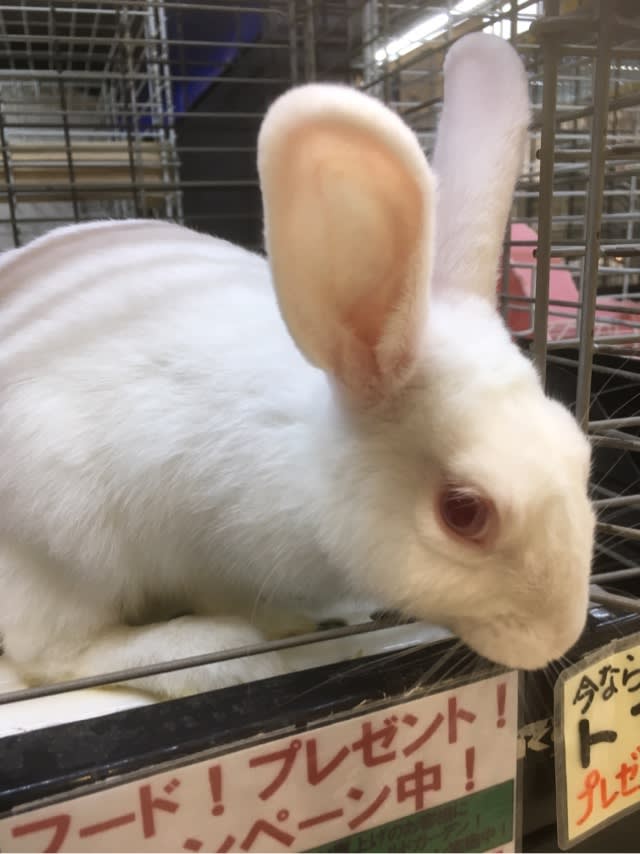 ミニウサギがいっぱい カブト クワガタの希少種がいるお店 フィールドガーデン