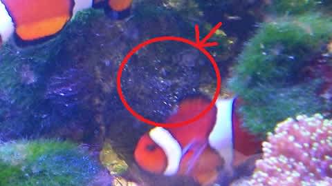 カクレクマノミの卵 塵も積ればkuriとなる カクレクマノミの卵 塵も積ればkuriとなる