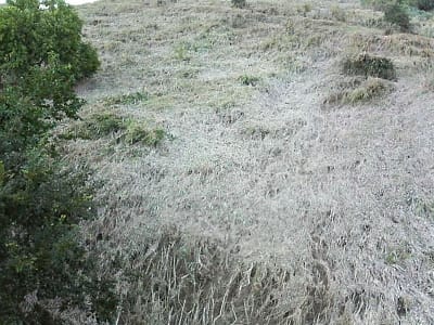 倒れる河川敷の草
