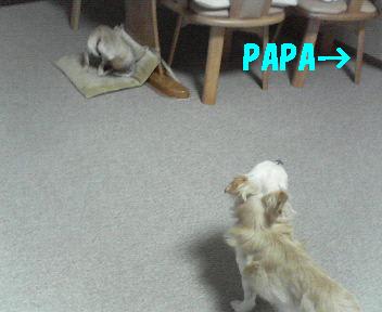 PAPA~