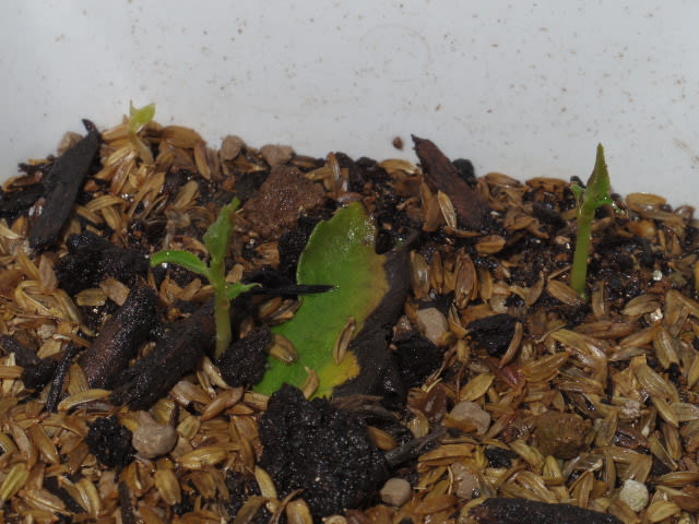 去年食べて植えてた果物の種が発芽してる件 暇で多忙にっき 去年食べて植えてた果物の種が発芽してる件 暇で多忙にっき