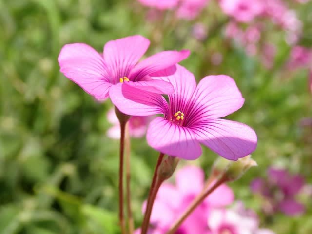 ムラサキカタバミ Shuの花日記