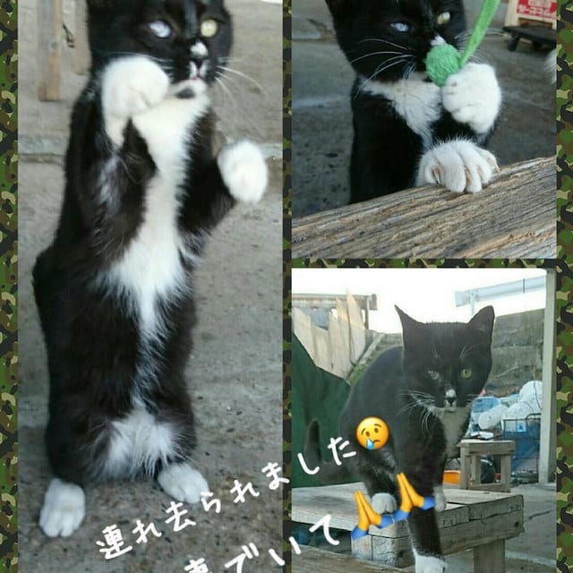 三重県鈴鹿市で 猫を虐待 する男が防犯カメラに映る 猫を蹴り飛ばし 連れ去る事件発生 Vastra Daの裏側