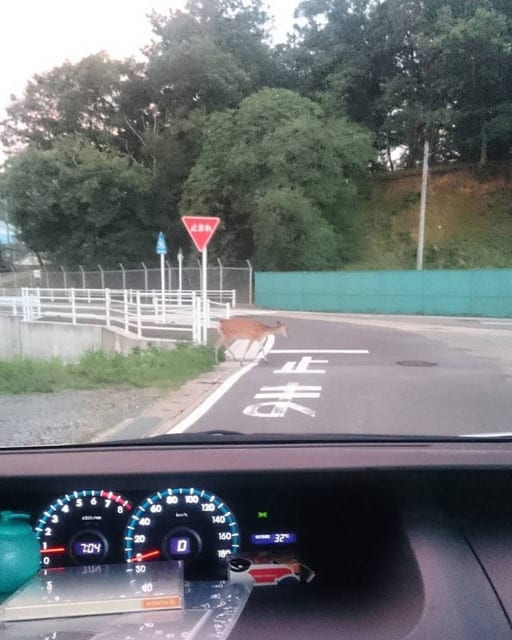 福知山市の鹿