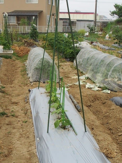 インゲン豆に支柱を立てる 菜園とトレッキングの気ままな生活