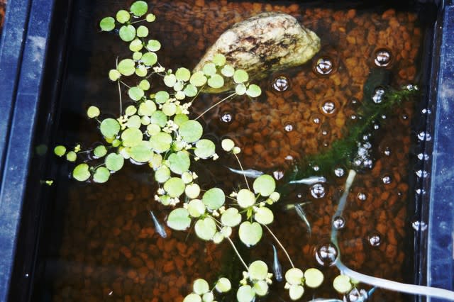 水槽浮き草の除去 サンキューの空間 メダカの日記