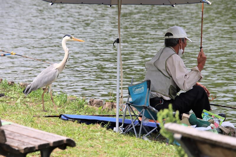 サギに負けない釣り人 ハイブリッドな生活 旧ルノーな生活