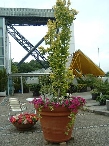 展望タワーと寄せ植え