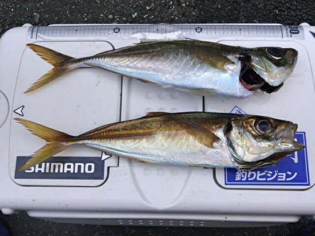 今日は船アジ釣り 真夏の船コマセ釣り 第二弾 電脳東京雑記 仮 今日は船アジ釣り 真夏の船コマセ釣り 第二弾 電脳東京雑記 仮