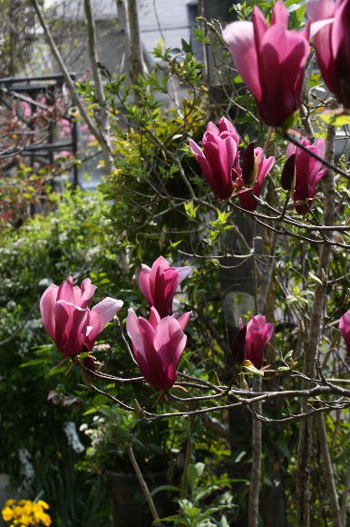 美しい花木たち ガールズマグノリア アン M S Small Garden Milky Mamaの小さな庭