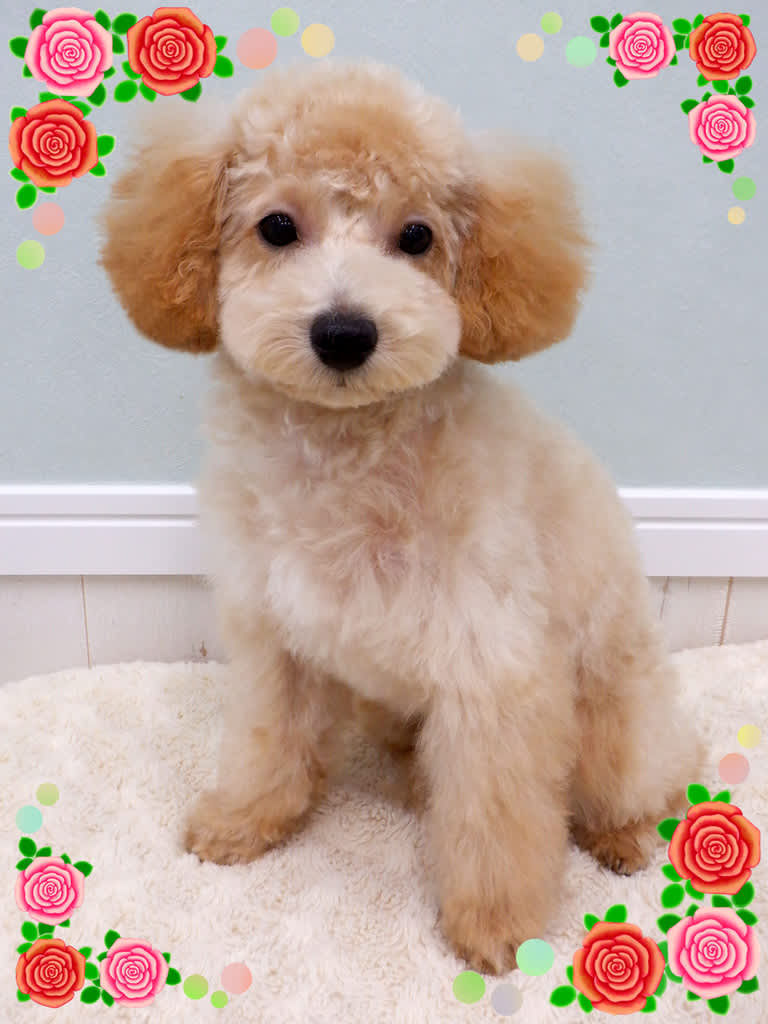 2020年11月のブログ記事一覧 Dog Salon Lala Puku ララプク