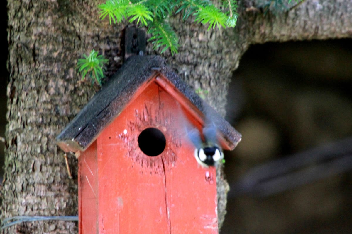 シジュウカラの子育て 野鳥日記