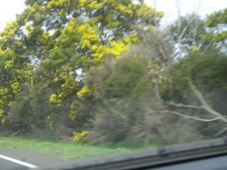 オーストラリアの国花 Wattle Tree メルボルン情報 英語の学び方いろいろ