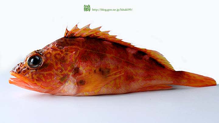アヤメカサゴのアクアパッツァ 鏡面界 魚食系女子の気まぐれ雑記帖