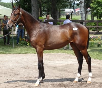 血は水よりも濃し 望田潤の競馬blog 血は水よりも濃し 望田潤の競馬blog