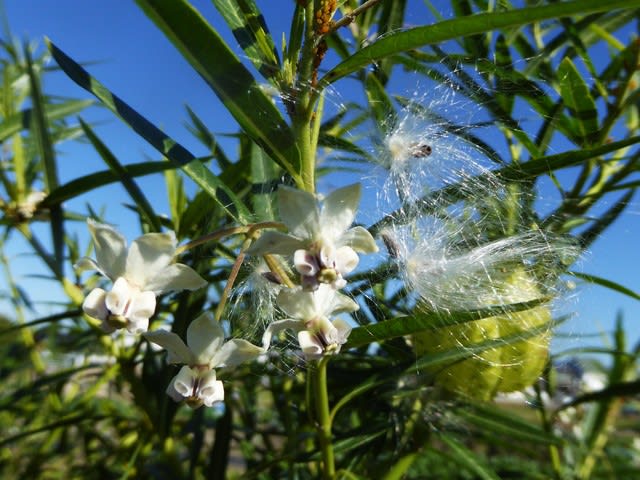 フウセントウワタ（花と種）