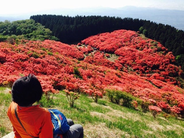 葛城山 一目百万本 のツツジ 奈良の長谷寺 旅宿 いったん