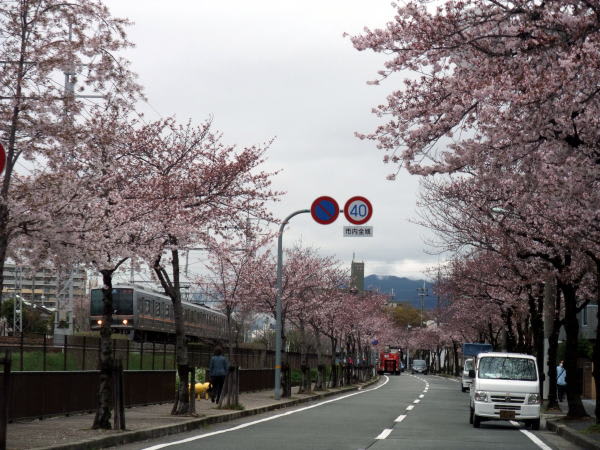 尼崎 立花も桜満開 ちいさな幸せ