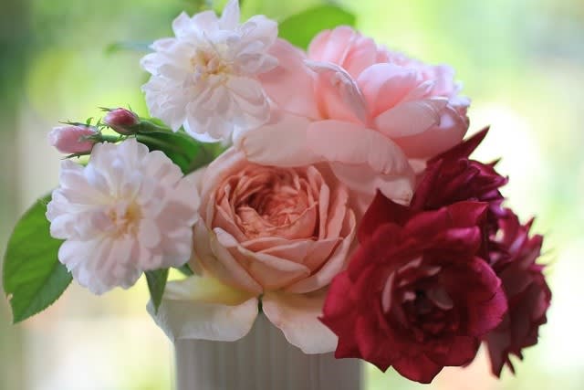 9月の バラのお茶会 秋色紫陽花 カラーリーフ インスタ映えのお菓子など 小さな庭の小さな幸せ チャッピーのバラ庭より