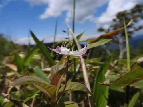 高ボッチ高原・鉢伏山で最近咲いている花　ツマトリソウ（褄取草） 