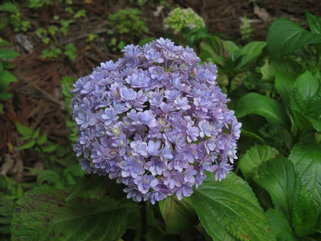繊細な作りの花が集まって咲く てまりてまり 紫陽花シリーズ23 野の花 庭の花
