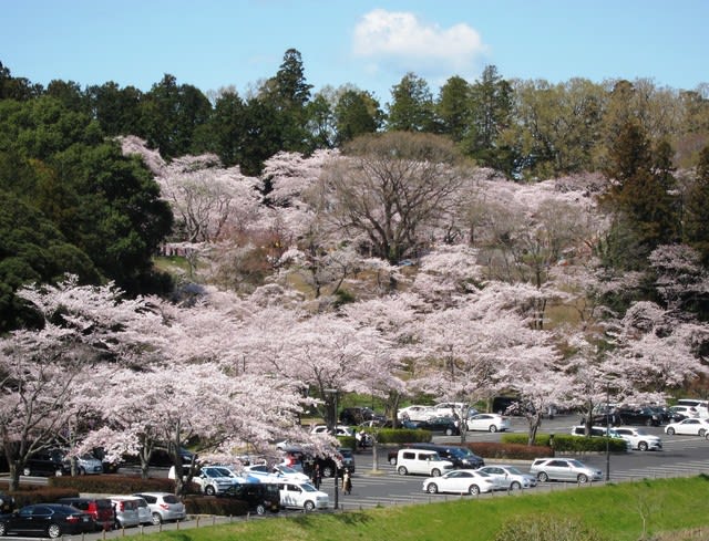 偕楽園公園の桜 ２０１９ 顎鬚仙人残日録