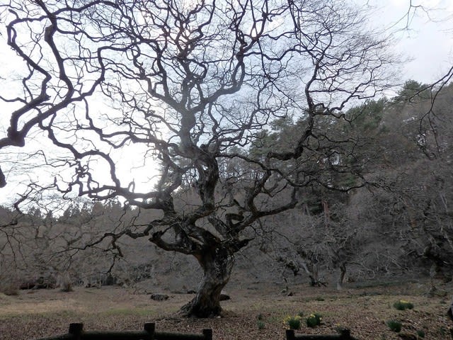 天狗シデの木 晴れたら花巡り 天狗シデの木 晴れたら花巡り