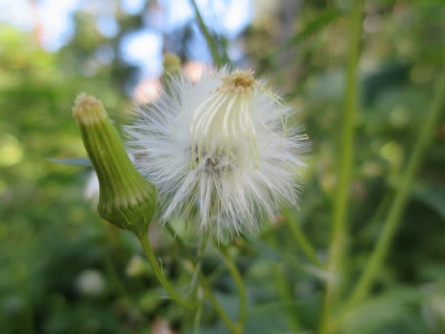 ノゲシ 綿毛 身近な花と木々 ノゲシ 綿毛 身近な花と木々