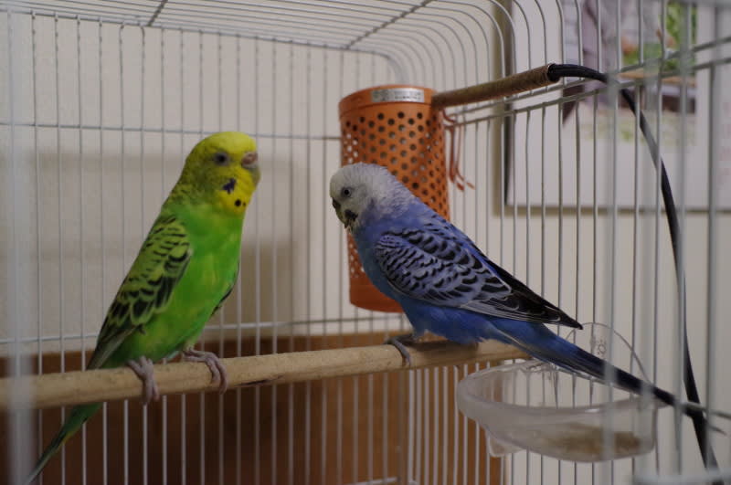 セキセイインコ のブログ記事一覧 うさぎくん セキセイインコ のブログ記事一覧 うさぎくん