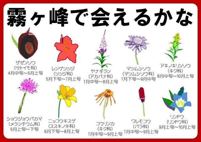 子供向けイラストパンフレットお花編つくりました 霧ヶ峰自然保護センター 自然情報ブログ