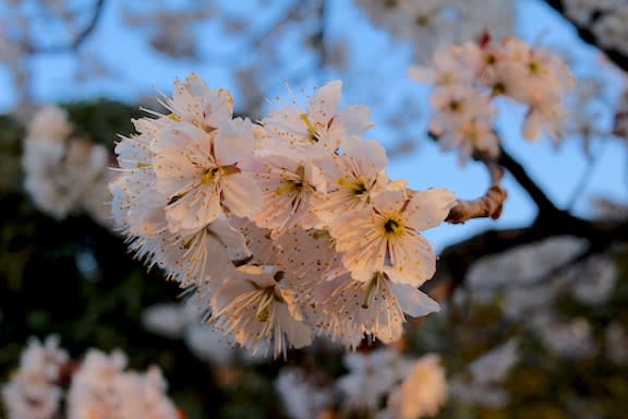 解答編 果実を利用するバラ科の樹木の名前 わかりますか 京都園芸倶楽部のブログ