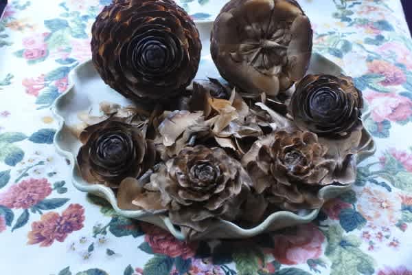 今朝 起きたらシダーローズに 四季彩ガーデンにようこそ