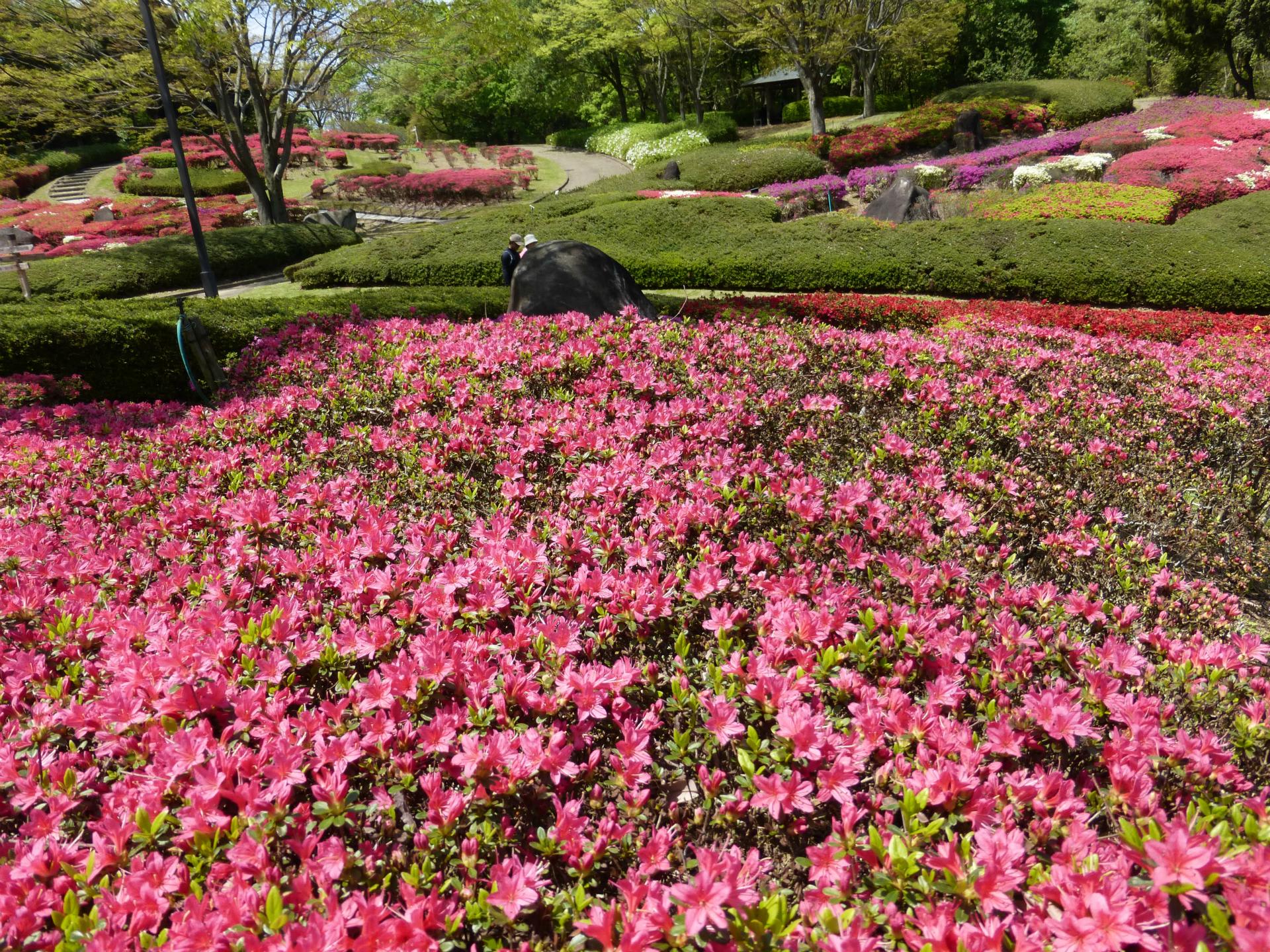 錦織公園のつつじ 富田林百景 とんだばやし とその周辺の魅力を発信 錦織公園のつつじ 富田林百景 とんだばやし とその周辺の魅力を発信