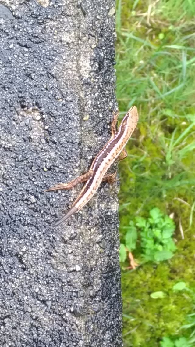 トカゲの切れたしっぽのその先は つれづれなる日々