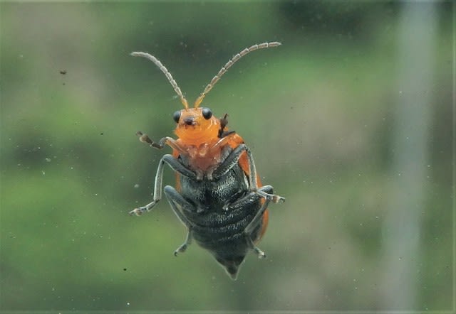 車のフロントガラスにとまった虫 Insect Perched On Car Windshield 奄美海風荘ブログ