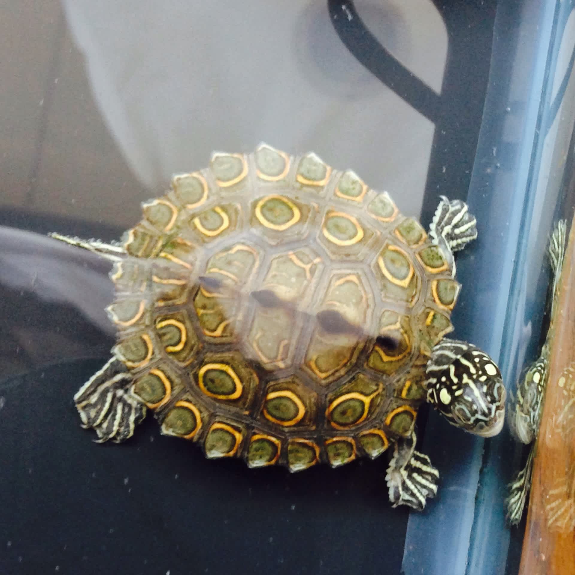 去年のワモンチズガメさん カメさん日記 去年のワモンチズガメさん カメさん日記