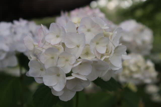 白の一重の西洋アジサイ インマクラータ 紫陽花シリーズ 21 38 野の花 庭の花