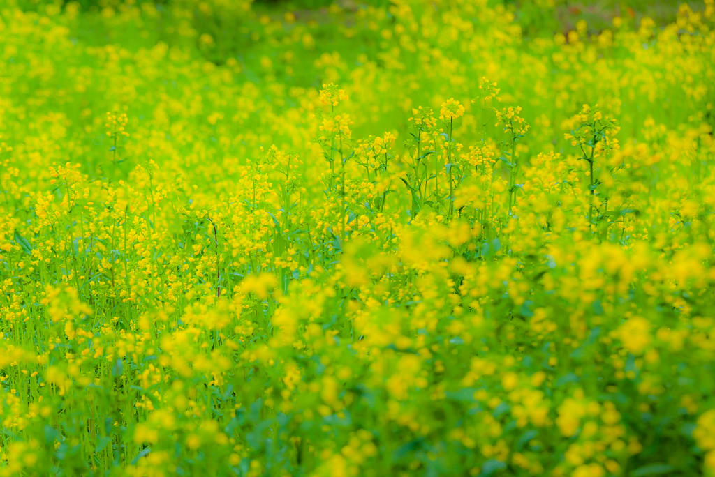 菜の花畑