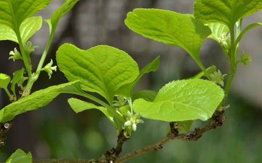 鉢植えの イワツルウメモドキ １ 花から緑実へ Koba の庭 春夏秋冬