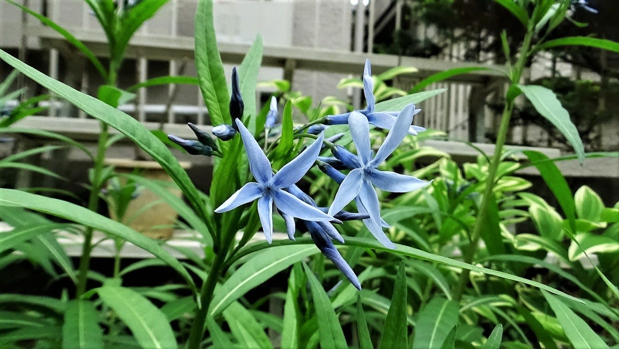 チョウジソウ キョウチクトウ科 お花や日々の出来事を チョウジソウ キョウチクトウ科 お花や日々の出来事を