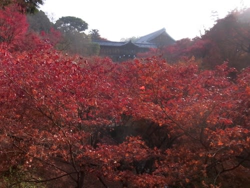 RIMG0175東福寺の紅葉みごと_500.jpg