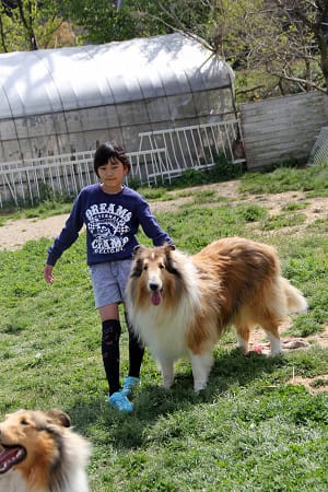 大きな犬 コリーの大家族が棲む家