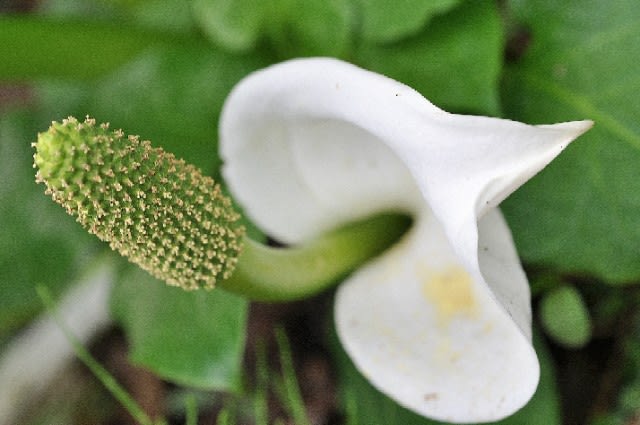 水芭蕉 牛の舌 ベコノシタ 観音蓮 里芋科 花