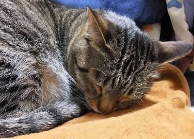 ブーヤンと猫の王国